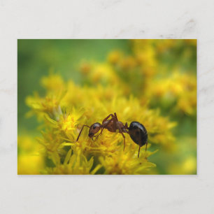 Tiny Ant op Goldenrod Briefkaart