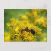 Tiny Ant op Goldenrod Briefkaart (Voorkant)