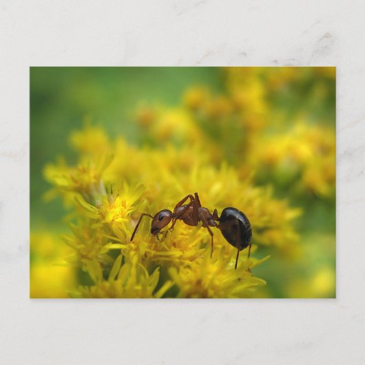 Tiny Ant op Goldenrod Briefkaart (Voorkant)