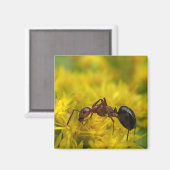 Tiny Ant op Goldenrod Magneet (Voorkant / Achterkant)