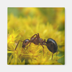 Tiny Ant op Goldenrod Magneet