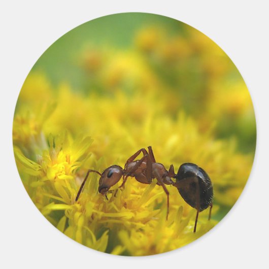 Tiny Ant op Goldenrod Ronde Sticker (Voorkant)