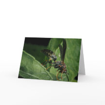 Tiny Aviator van de natuur