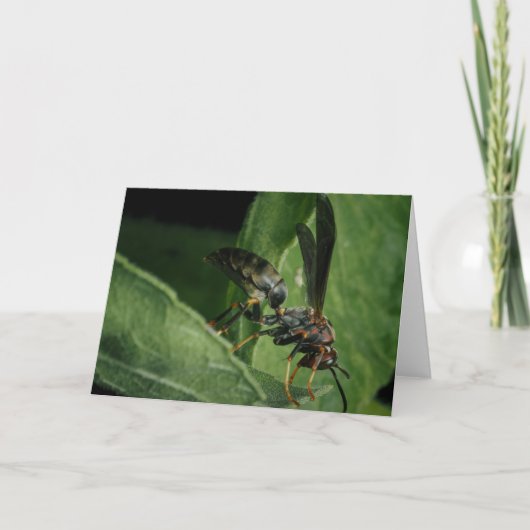 Tiny Aviator van de natuur Kaart (Voorkant)