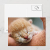 Tiny Baby Kitten Briefkaart (Voorkant / Achterkant)