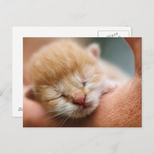 Tiny Baby Kitten Briefkaart (Voorkant / Achterkant)