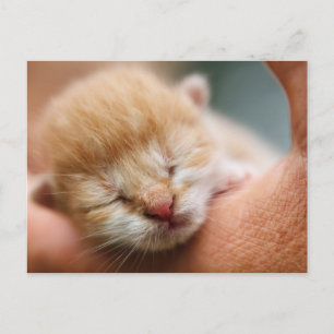 Tiny Baby Kitten Briefkaart
