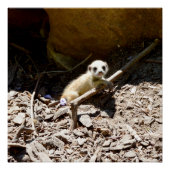 Tiny Baby Meerkat Perfect Poster (Voorkant)