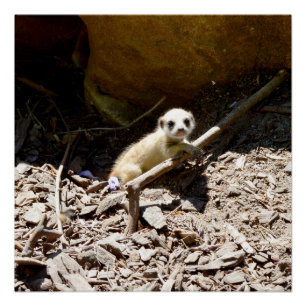 Tiny Baby Meerkat Perfect Poster