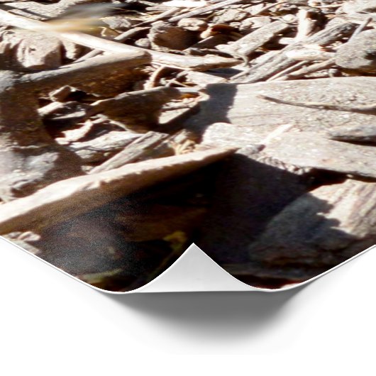 Tiny Baby Meerkat Perfect Poster (Hoek)