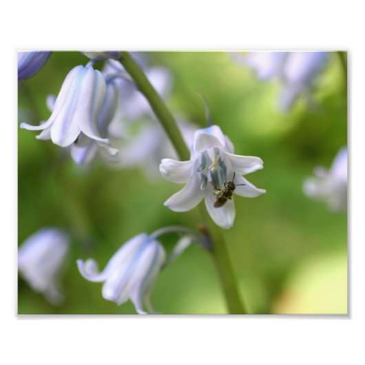Tiny Bee On Bluebell Flower 10x8 Natuur Foto Afdruk (Voorkant)