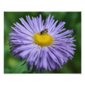 Tiny Bee On Paarse Aster Daisy Flower Natuur 8x10 Foto Afdruk (Voorkant)