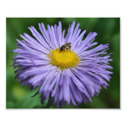 Tiny Bee On Paarse Aster Daisy Flower Natuur 8x10 Foto Afdruk (Voorkant)