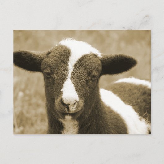 Tiny Briefkaart (Voorkant)