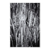 Tiny Bull Rush Marsh Grasses Black en White Foto Afdruk (Voorkant)