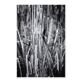 Tiny Bull Rush Marsh Grasses Black en White Foto Afdruk