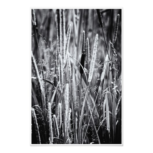 Tiny Bull Rush Marsh Grasses Black en White Foto Afdruk (Voorkant)
