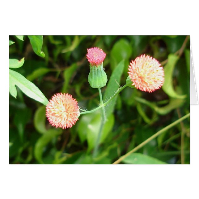 Tiny Cheerleader-kaart (Voorkant Horizontaal)