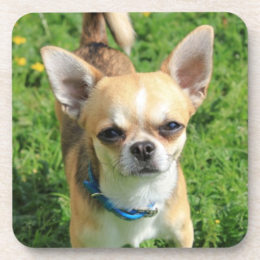 Tiny Chihuahua Puppy Dog Bier Onderzetter (Voorkant)