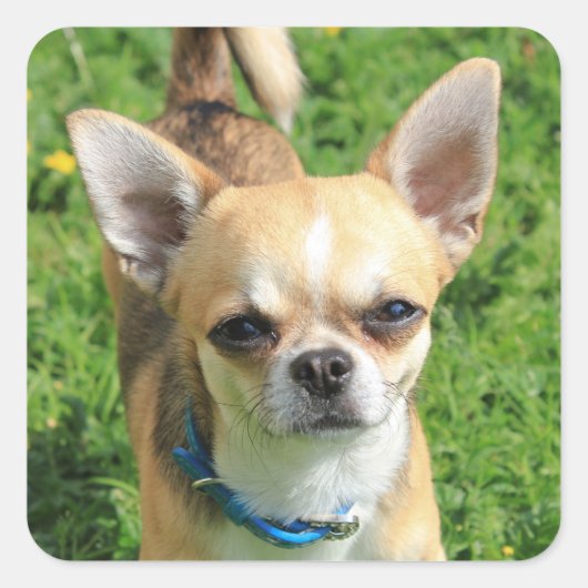 Tiny Chihuahua Puppy Dog Vierkante Sticker (Voorkant)