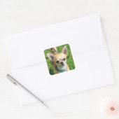 Tiny Chihuahua Puppy Dog Vierkante Sticker (Envelop)