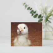 Tiny Day Old Chicken Briefkaart (Staand voorkant)