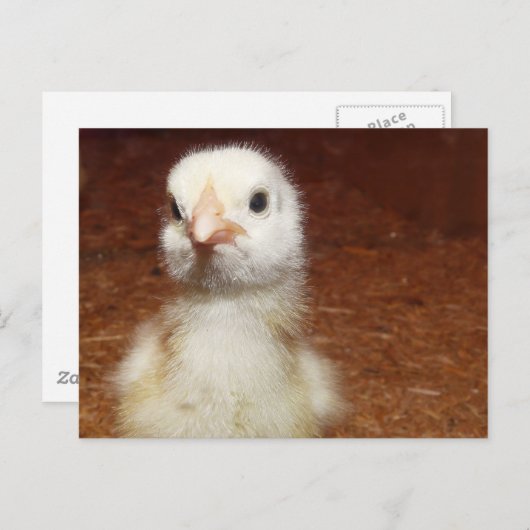 Tiny Day Old Chicken Briefkaart (Voorkant / Achterkant)