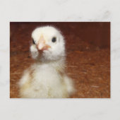 Tiny Day Old Chicken Briefkaart (Voorkant)