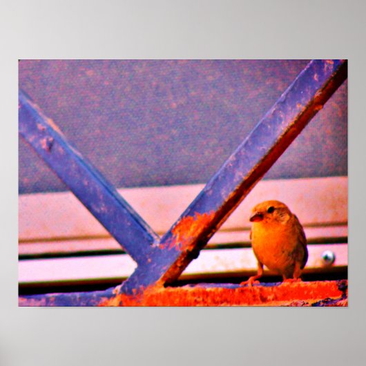 Tiny Finch Poster (Voorkant)