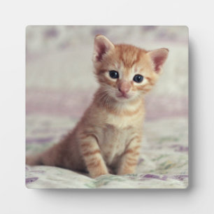 Tiny Ginger Kitten Fotoplaat