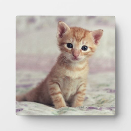 Tiny Ginger Kitten Fotoplaat (Voorkant)
