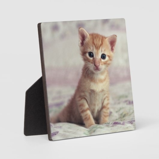 Tiny Ginger Kitten Fotoplaat (Voorkant)