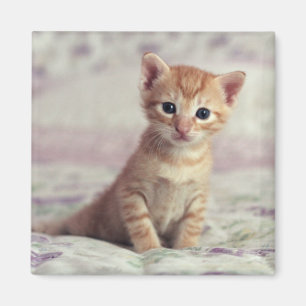 Tiny Ginger Kitten Magneet