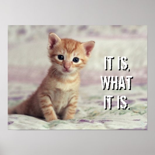 Tiny Ginger Kitten Poster (Voorkant)