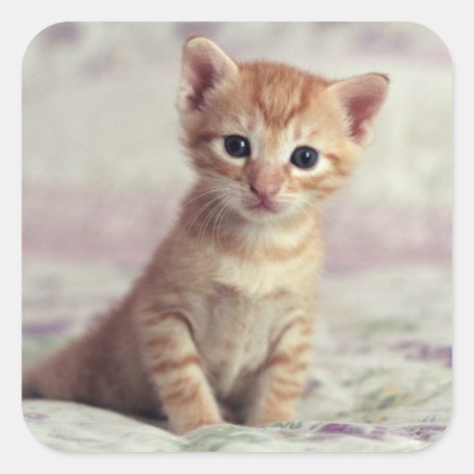 Tiny Ginger Kitten Vierkante Sticker (Voorkant)