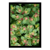 Tiny Green Flora - Lied van de Zon. 2:13 Wenskaart (Voorkant)