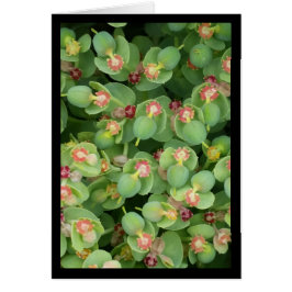 Tiny Green Flora - Lied van de Zon. 2:13 Wenskaart