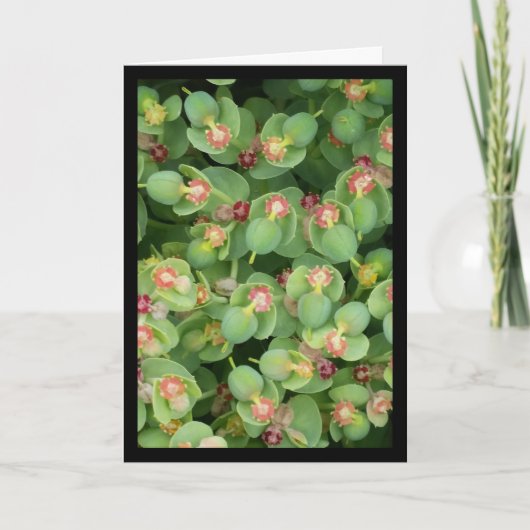 Tiny Green Flora - Lied van de Zon. 8:7 Wenskaart Kaart (Voorkant)