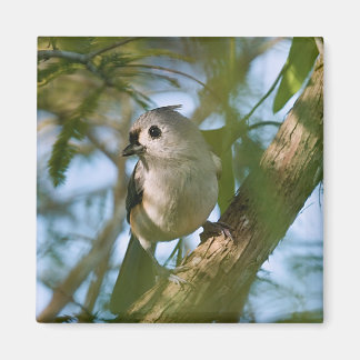 Tiny Guardian: Getufte Titmouse Magneet