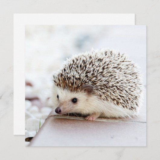 Tiny Hedegel (Voorkant / Achterkant)