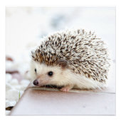 Tiny Hedegel Foto Afdruk (Voorkant)