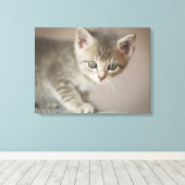 Tiny Kitten Canvas Afdruk (Insitu (Houten vloer))