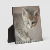 Tiny Kitten Fotoplaat (Voorkant)