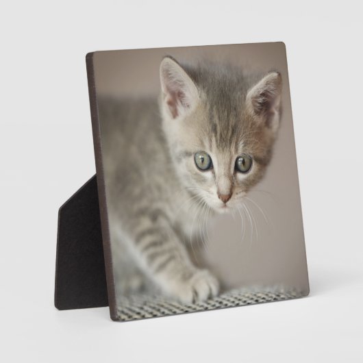 Tiny Kitten Fotoplaat (Voorkant)