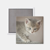 Tiny Kitten Magneet (Voorkant / Achterkant)