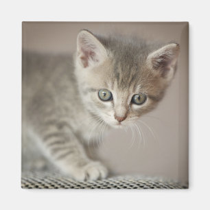 Tiny Kitten Magneet