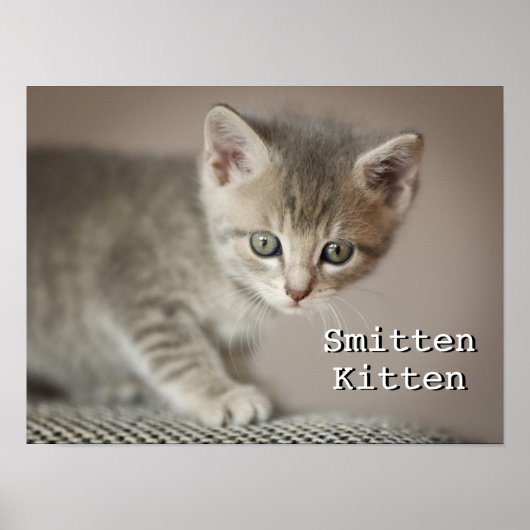 Tiny Kitten Poster (Voorkant)