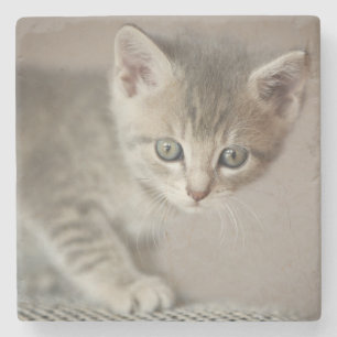 Tiny Kitten Stenen Onderzetter