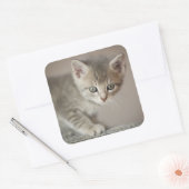 Tiny Kitten Vierkante Sticker (Envelop)