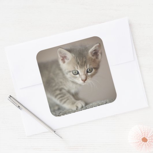 Tiny Kitten Vierkante Sticker (Envelop)
